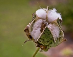 cotton boll 